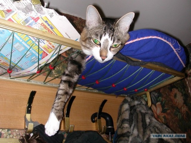 Котовторник 15.02.2011