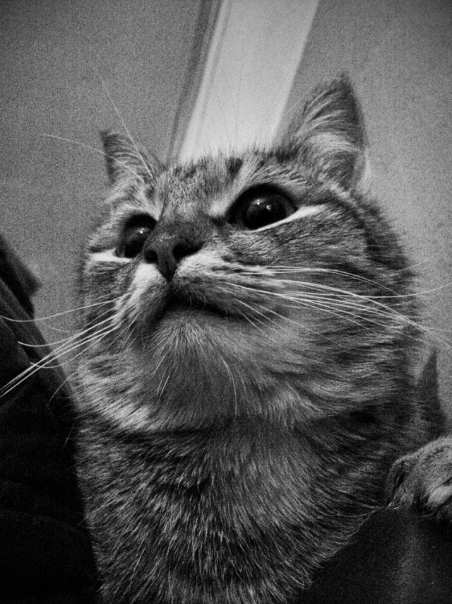 Котовторник (10.01.2012)