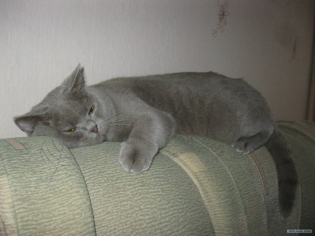 КОТОВТОРНИК (6.03.2012)