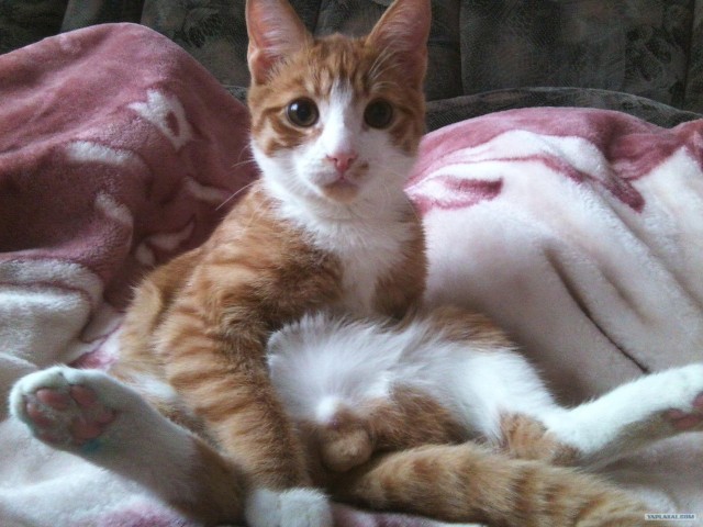 Котовторник! 13.03.2012