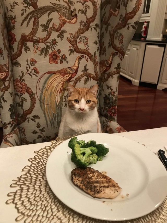 Прикольных котов пост