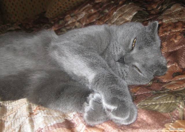 Котовторник 24.07.2012