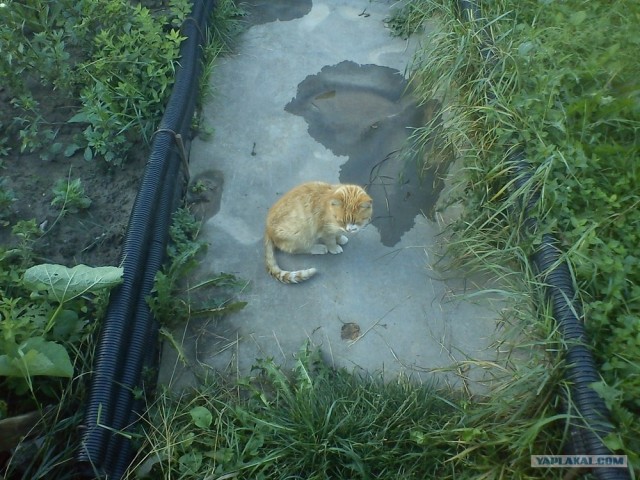 Котовторник  21.08.12