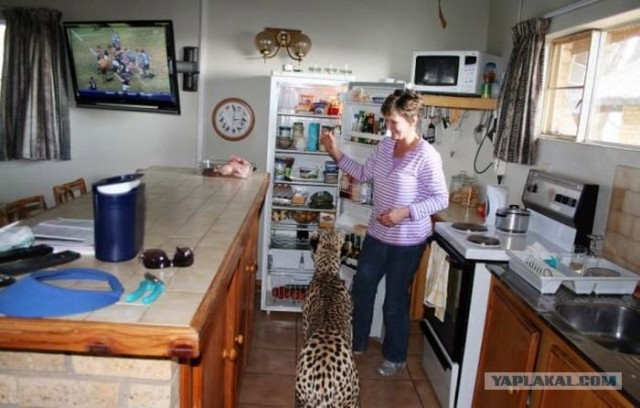 Домашний гепард