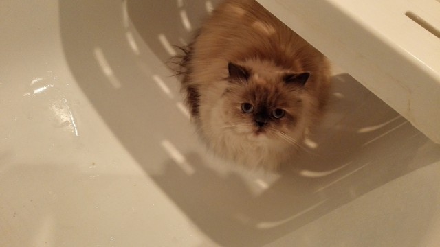 С Днём кошки!