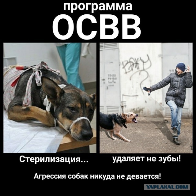 Почему люди не любят зоо(защитников)шизу?