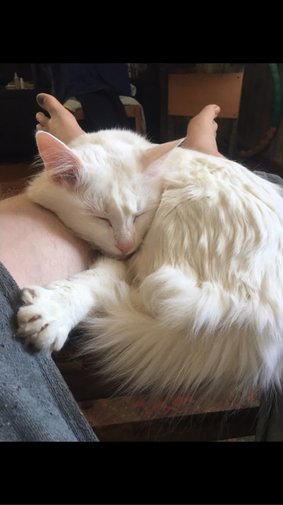 Котейка. Позитива пост. Эволюция?