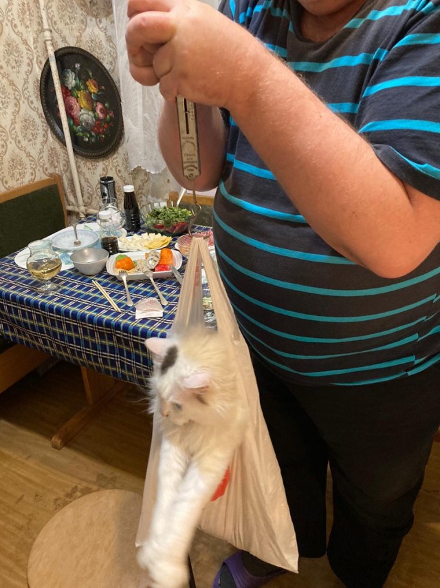 Котовторник 20.10.20