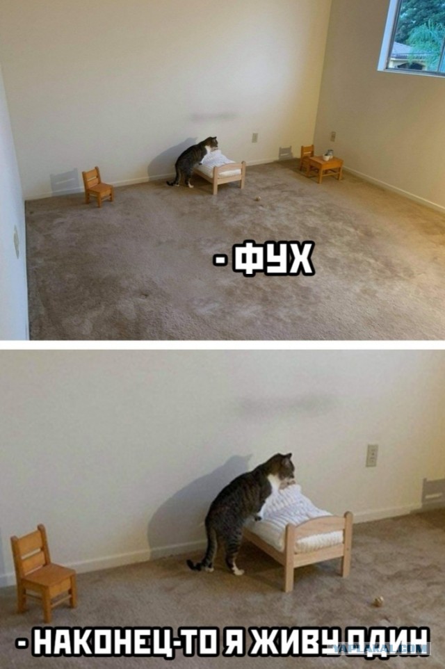 Юмор и прикольные картинки
