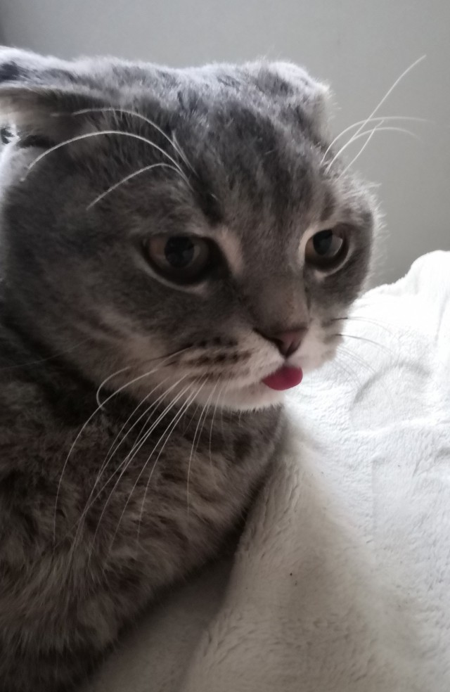 Котовторник. Добавляйте своих