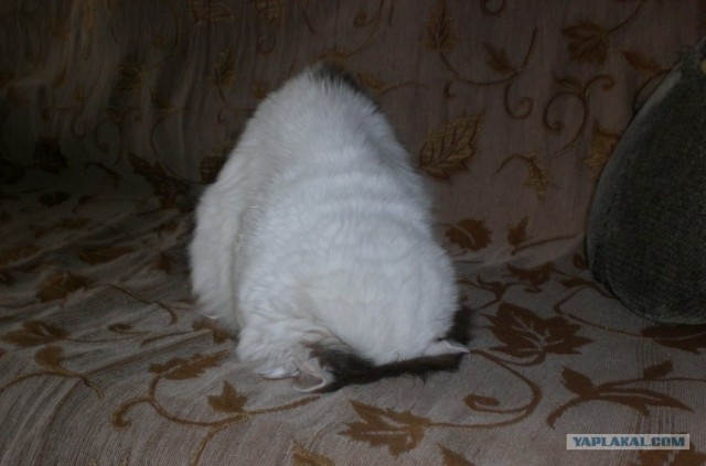 Жестокое обращение с животными ))