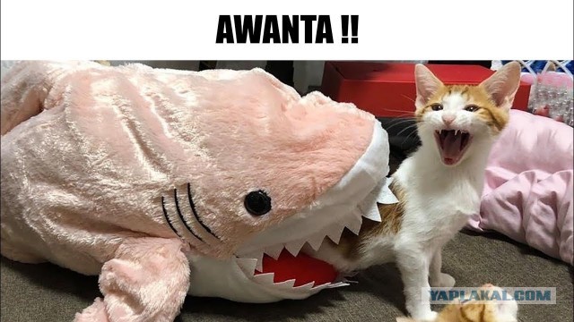Не суйся!