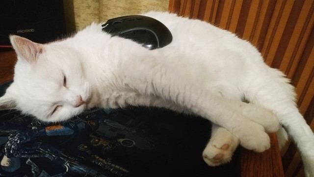 Котовторник так котовторник