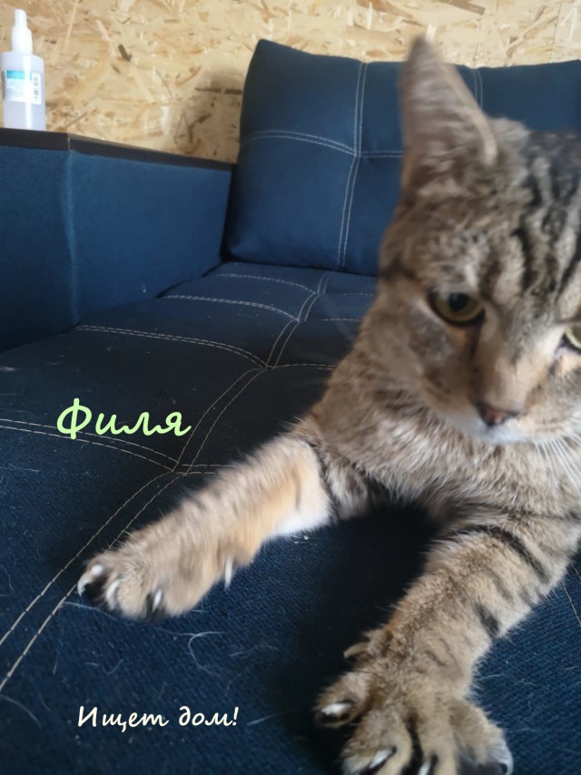 Жизнь домашнего приюта "Котоленд" 323