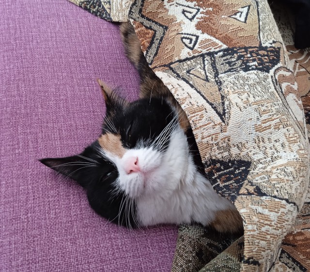 А что это мы котовторник не начинаем? Время пришло!