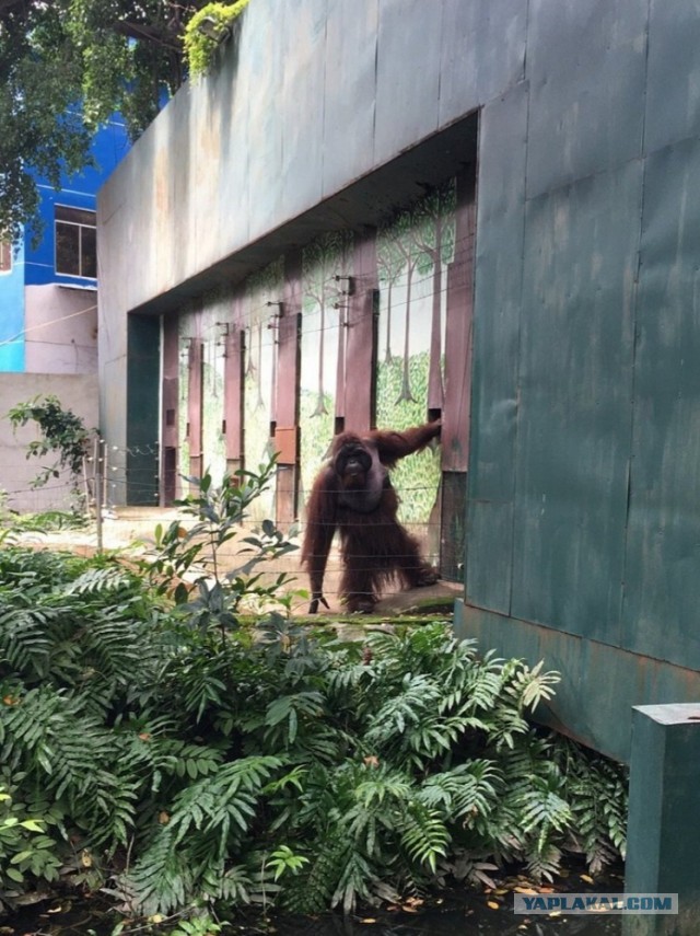Курящий орангутан из вьетнамского зоопарка