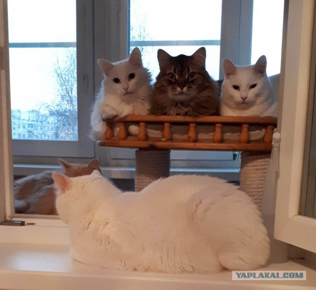 Уличный котей - 1, домашний котей +1