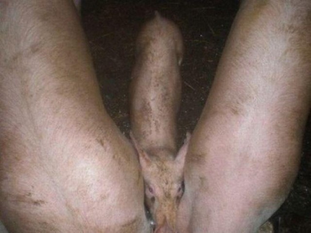 Любители клубнички (19 фото) 21+