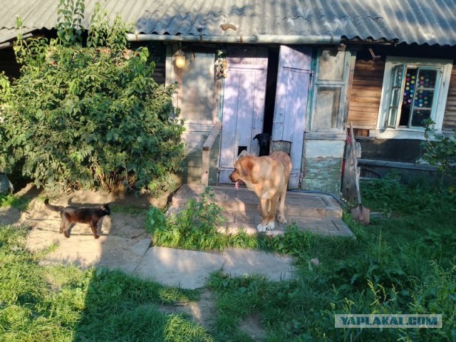 Жизнь домашнего приюта для котеек 458