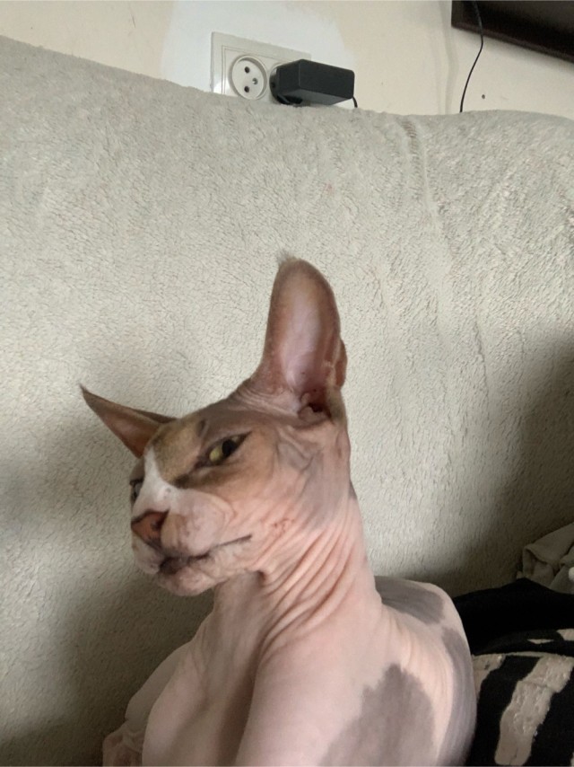 Котовторник. Моему мультяшке 1 год