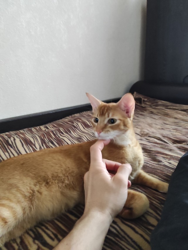 Год назад мы стали рабами (котовторник)