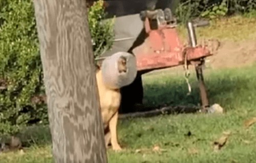 Добрячка заманила в ловушку пса, чтобы избавить его от пластикового кувшина на голове