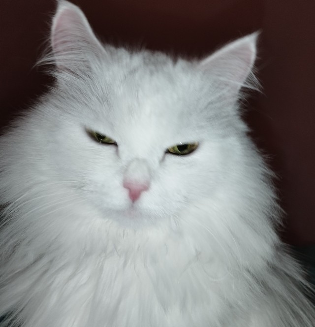 Коток
