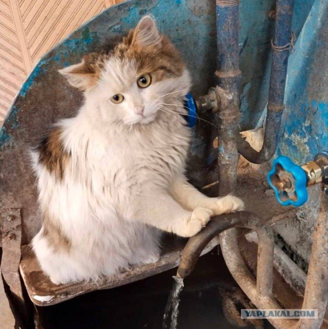 Коты, которые работают на заводах