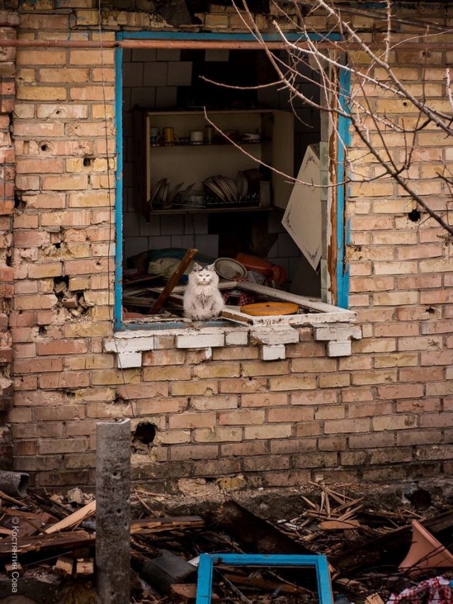 Кошки на развалинах города Помпеи