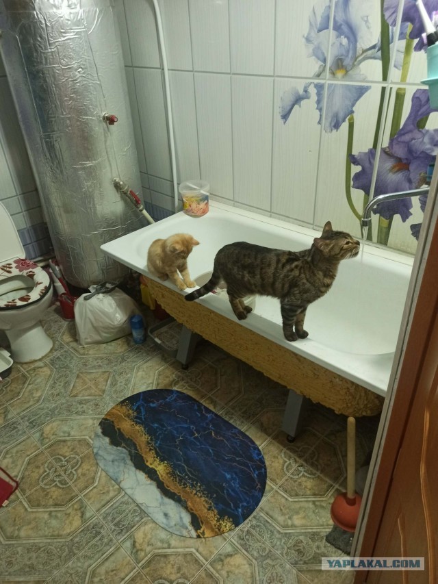 Ребята-зверята с нашего двора