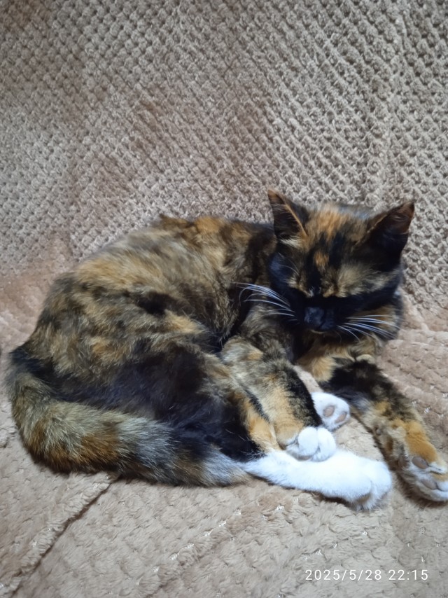 У нас котенок!