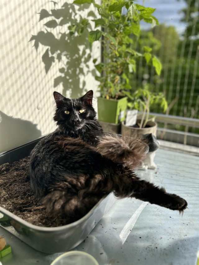 Котик с помойки