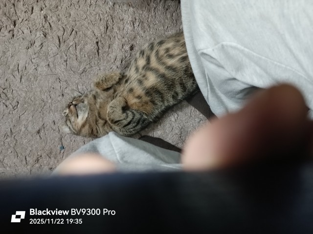 Третий год как забрал уличного кота