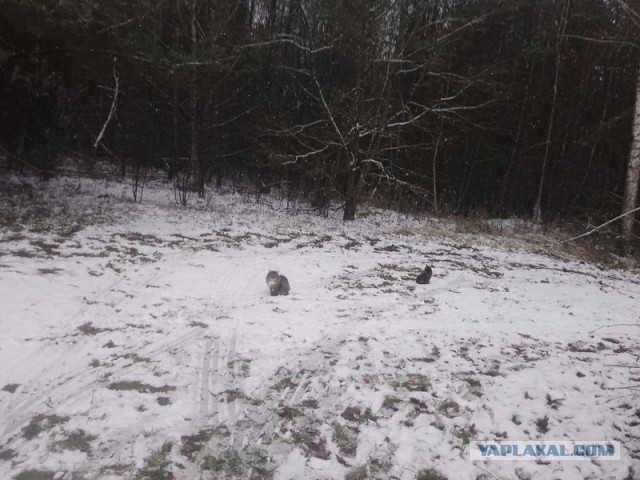 Жизнь домашнего приюта для котеек 564