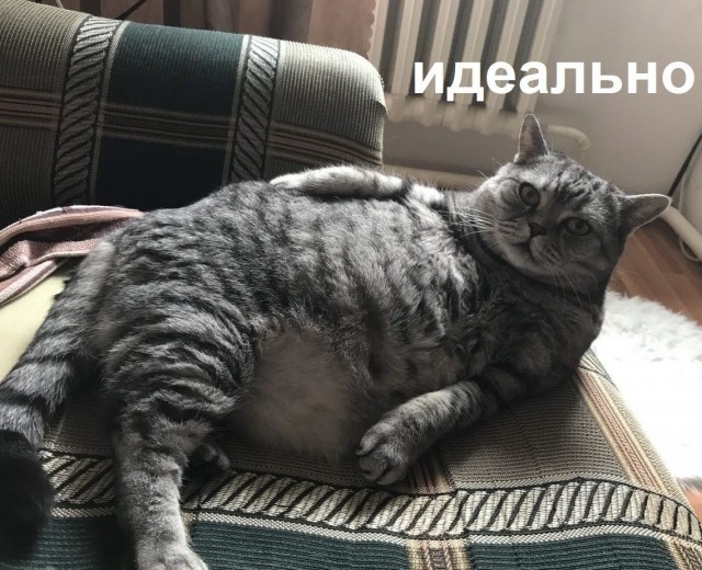 Производственный кот