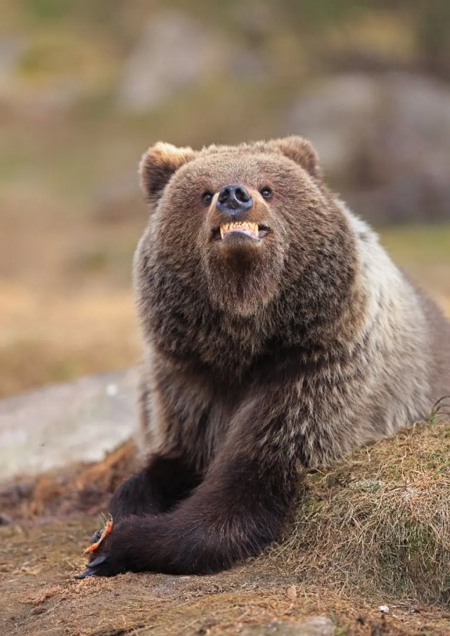 Объявлены имена победителей Wildlife Comedy Awards 2025