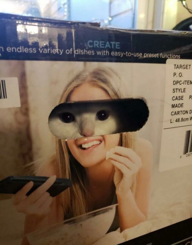 Кошки