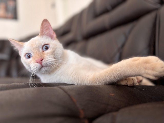 Кот очень настойчиво хотел домой