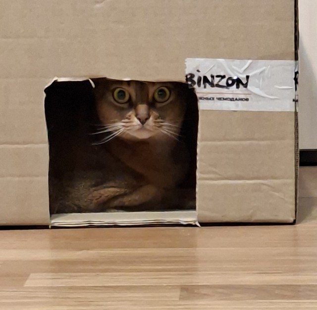 Наши коты