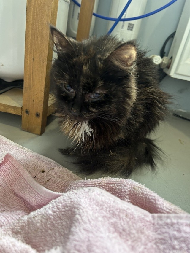 Шерстяные подснежники