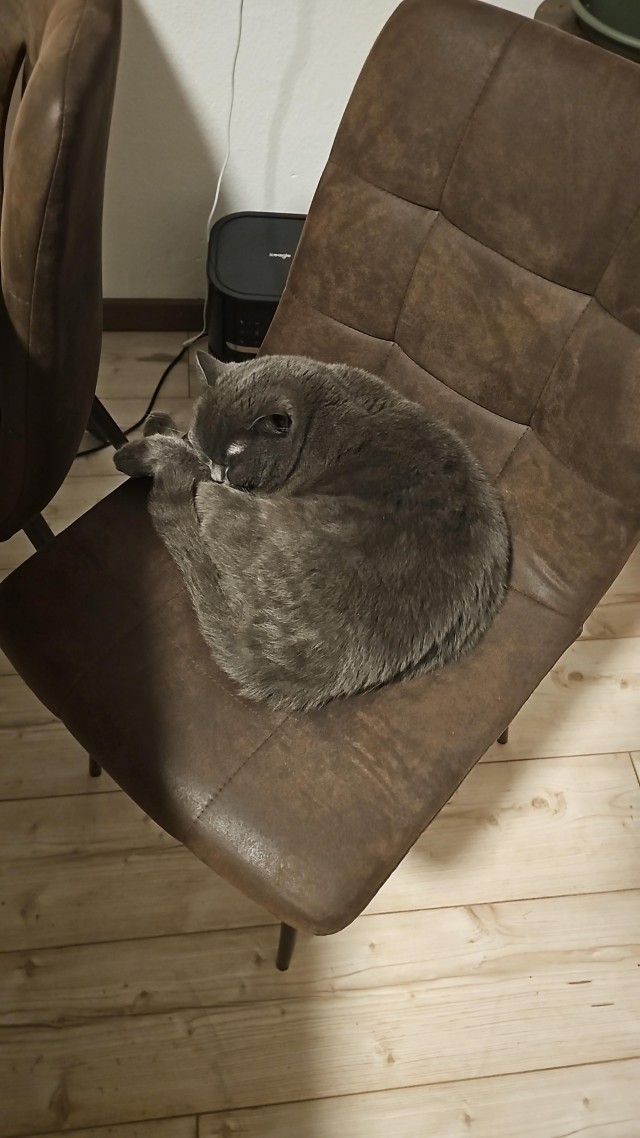 Приключения юного кота