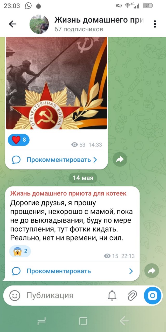 Жизнь домашнего приюта для котеек 577