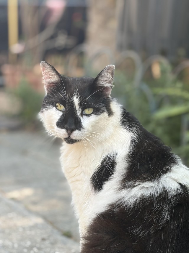 Уличные котики