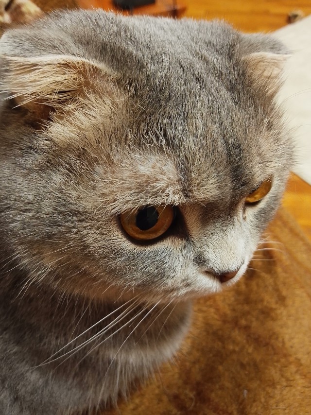 Котовторник. Бог пришёл