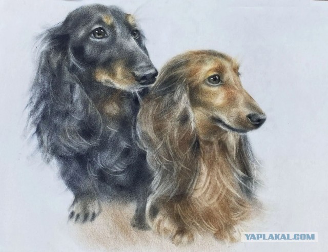Рисунки животных. Продолжение.