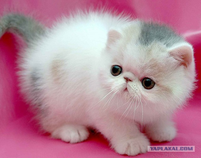 А раньше были котики...