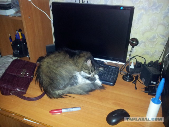 Котовторник  25.03.2014