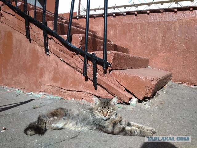 Котовторник 16.09.14