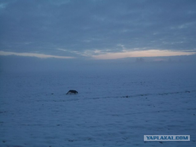 Жизнь домашнего приюта для котеек 39