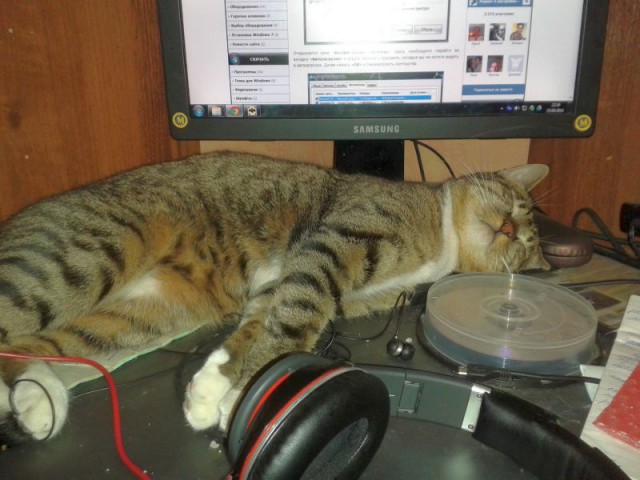 Котовторник